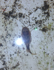 Dasycottus setiger