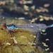 Small Red-eyed Damselfly - Photo (c) jmneiva, some rights reserved (CC BY-NC), uploaded by jmneiva