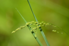 Glyceria grandis