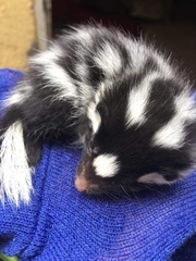 Spilogale angustifrons