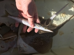 Sphyraena borealis