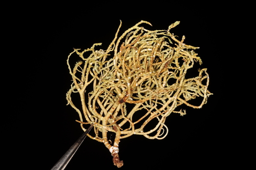Representative image of Usnea flammea