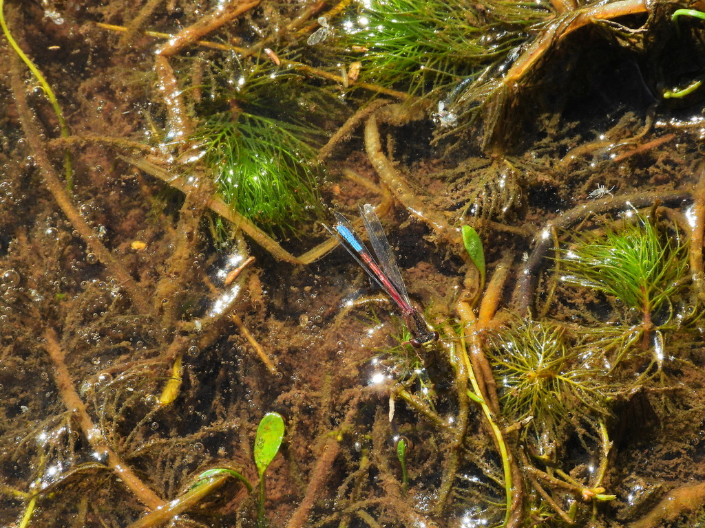 Protallagma titicacae