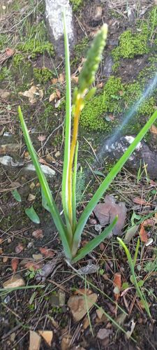 Bulbine cepacea (Bulbine cepacea)
