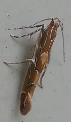 Pyroderces apparitella