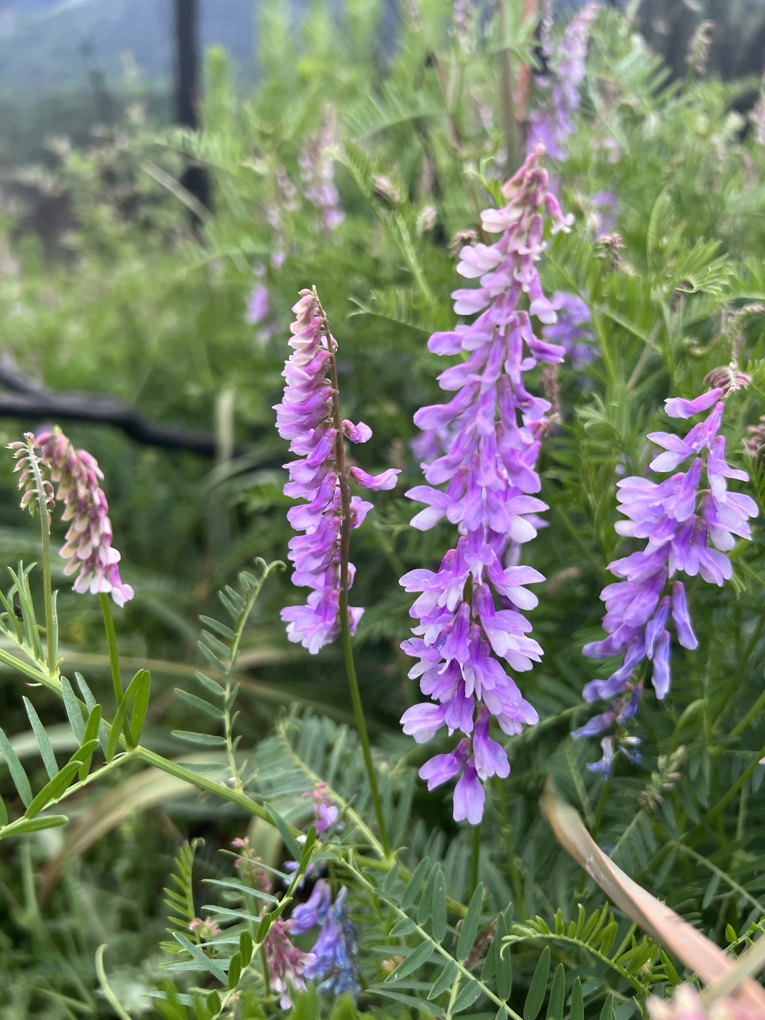 Vicia Tenuifolia Roth