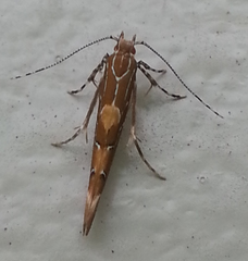 Pyroderces apparitella