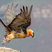 African Bearded Vulture - Photo (c) petermcintyre, some rights reserved (CC BY-NC)