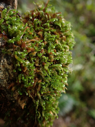 Chiastocaulon proliferum