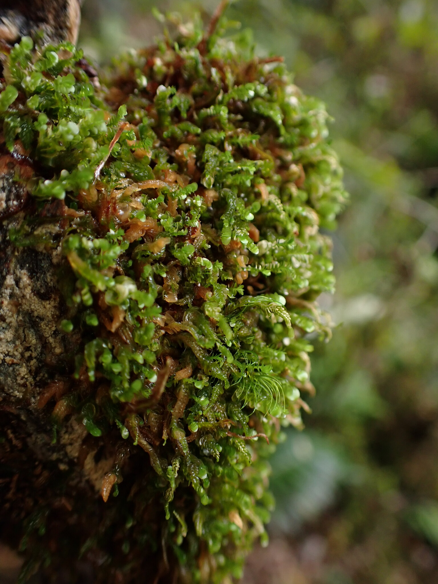 Chiastocaulon proliferum