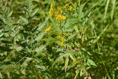 Solidago canadensis canadensis
