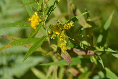 Solidago canadensis canadensis