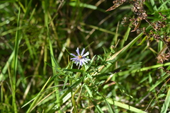 Symphyotrichum robynsianum