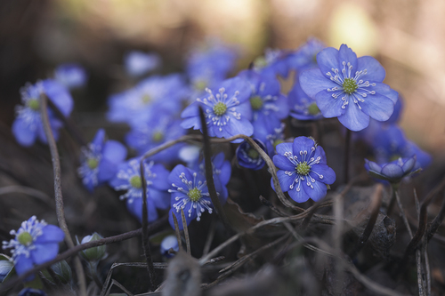 Hepatica nobilis iNat (3)