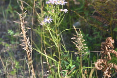 Symphyotrichum robynsianum