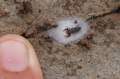 Metacyrba taeniola similis