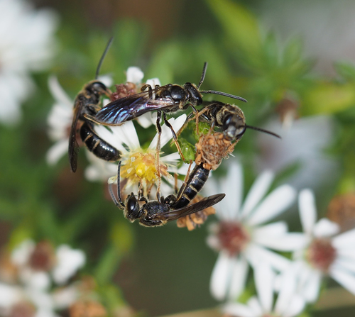 Dark-winged Sweat Bee (Lasioglossum fuscipenne), a species recorded in Delaware