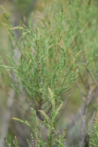 Tamarix ramosissima