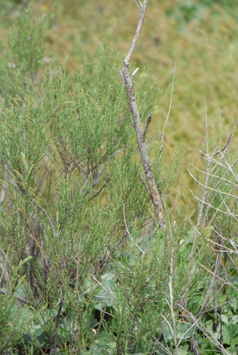 Tamarix ramosissima