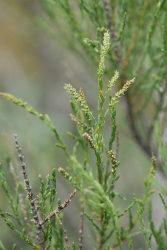 Tamarix ramosissima