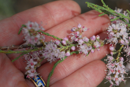 Tamarix ramosissima