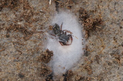 Metacyrba taeniola similis