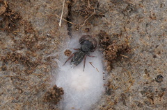 Metacyrba taeniola similis