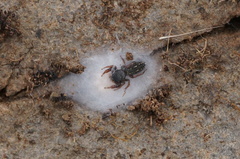 Metacyrba taeniola similis