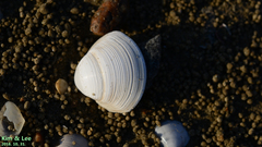 Mactra quadrangularis