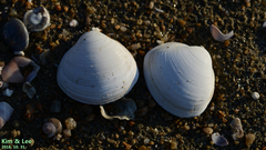 Mactra quadrangularis