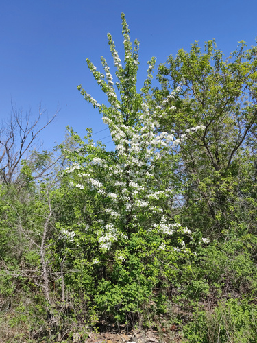 Pyrus communis