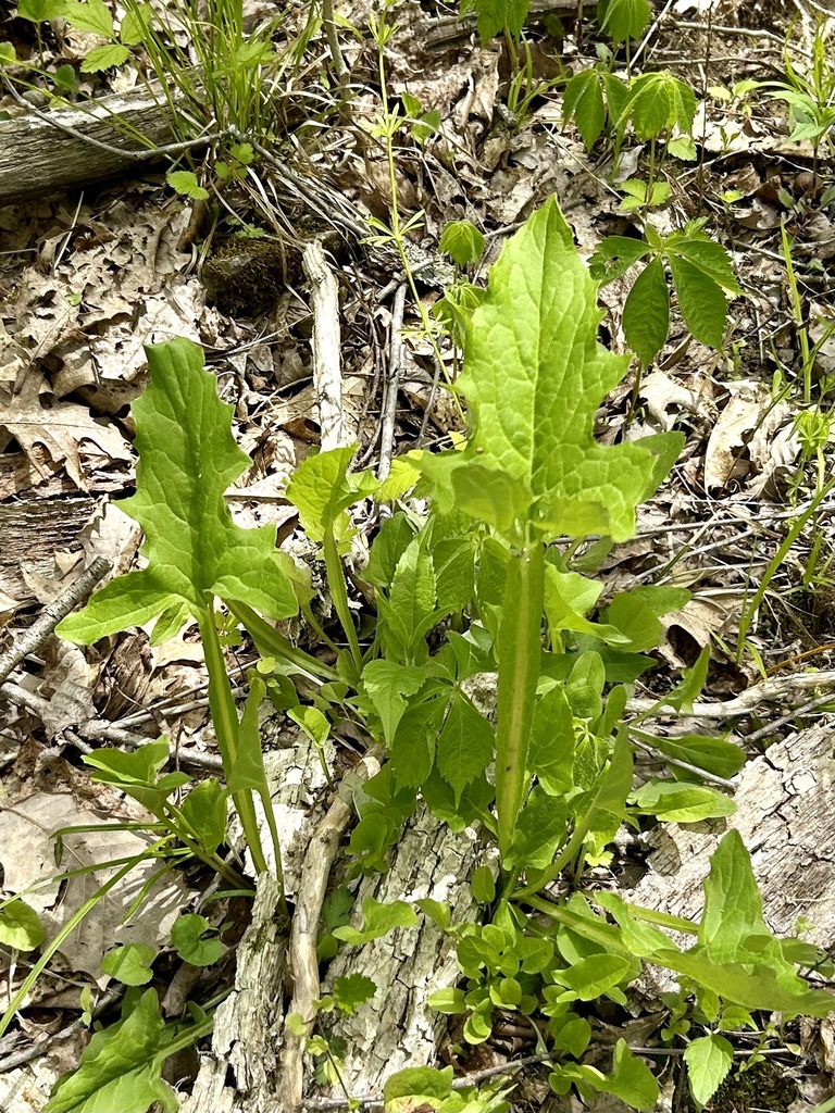 nodding rattlesnake root from Stamping Ground, KY, US on May 2, 2023 at ...