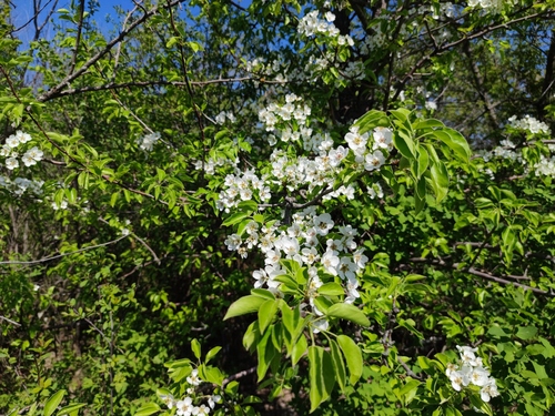 Pyrus communis