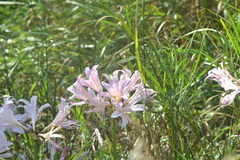 Lycoris squamigera