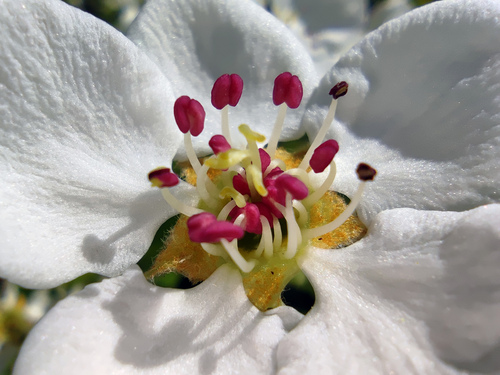 Pyrus communis