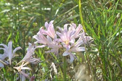 Lycoris squamigera