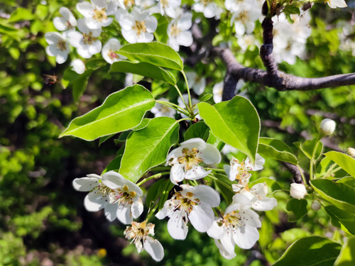 Pyrus communis