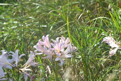 Lycoris squamigera