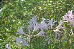 Lycoris squamigera