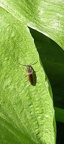 kováčik lemovaný (Dalopius marginatus)