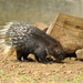 Indian Crested Porcupine - Photo (c) JanetandPhil, some rights reserved (CC BY-NC-ND)