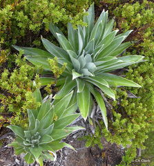 Celmisia semicordata