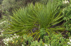 Aciphylla scott-thomsonii