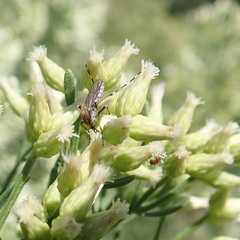 Ochlerotatus