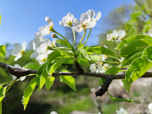 Pyrus communis