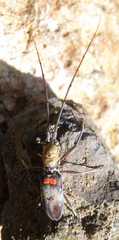 Olenecamptus bilobus