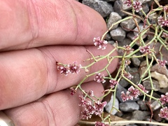 Eriogonum rotundifolium