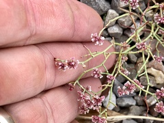 Eriogonum rotundifolium