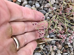 Eriogonum rotundifolium