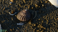 Tegula pfeifferi carpenteri